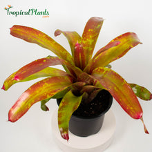 Load image into Gallery viewer, Tropical Plant Gazpacho Bromeliad Neoregelia in growers pot 
