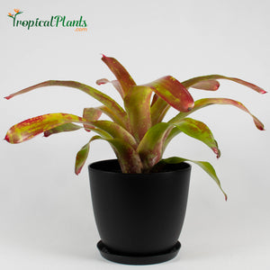 Tropical Plant Gazpacho Bromeliad Neoregelia in black contemporary pot