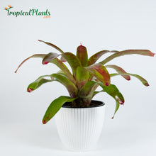 Load image into Gallery viewer, Tropical Plant Gazpacho Bromeliad Neoregelia in ribbed white contemporary pot
