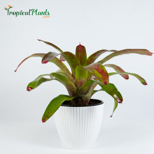Tropical Plant Gazpacho Bromeliad Neoregelia in ribbed white contemporary pot