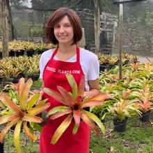 Load image into Gallery viewer, Tropical Plant Gazpacho Bromeliad Neoregelia in landscaping nursery with female model
