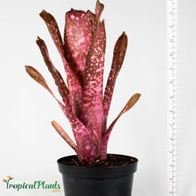 Load image into Gallery viewer, Tropical Plant Hallelujah Bromeliad Billbergia in pot with yardstick
