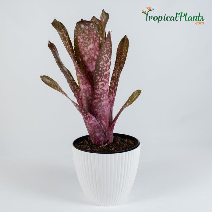 Tropical Plant Hallelujah Bromeliad Billbergia in ribbed white contemporary pot