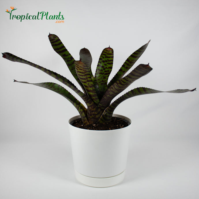 Tropical Plant Hannibal Lecter Bromeliad Neoregelia in white contemporary pot