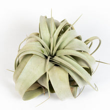 Load image into Gallery viewer, Air plant - Xerographica Tillandsia (Very Large) + Macrame Hanger &amp; Mister
