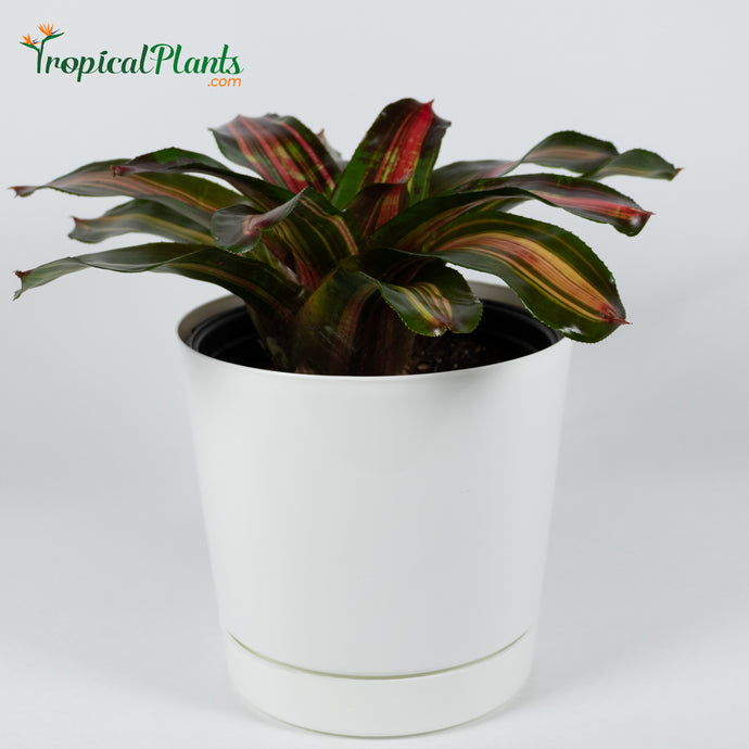 Tropical Plant Kahala Dawn Bromeliad Neoregelia in white contemporary pot