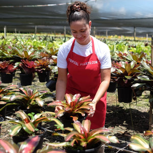 Tropical Plant Kahala Dawn Bromeliad Neoregelia in landscaping nursery with female model