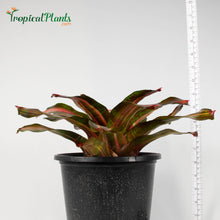 Load image into Gallery viewer, Tropical Plant Kahala Dawn Bromeliad Neoregelia in pot with yardstick
