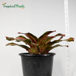 Tropical Plant Kahala Dawn Bromeliad Neoregelia in pot with yardstick