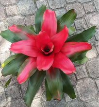 Load image into Gallery viewer, Tropical Plant Christmas Magali Bromeliad Neoregelia in pot not in garden
