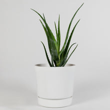 Load image into Gallery viewer, Blue Elf Aloe
