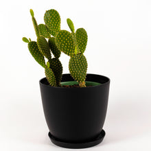 Load image into Gallery viewer, Bunny Ears Cactus
