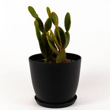 Load image into Gallery viewer, Cinnamon Bunny Ears Cactus
