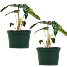 Load image into Gallery viewer, Elephant Ear (Alocasia Amizonia)
