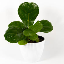 Load image into Gallery viewer, Fiddle Leaf Fig Ficus
