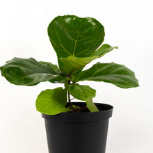 Load image into Gallery viewer, Fiddle Leaf Fig Ficus
