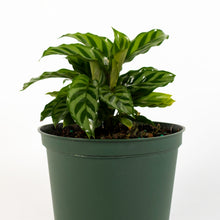Load image into Gallery viewer, Freddie Calathea
