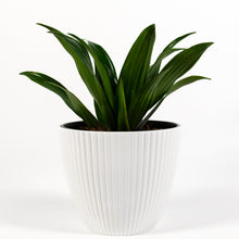 Load image into Gallery viewer, Janet Craig Dracaena
