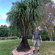 Load image into Gallery viewer, Ponytail Palm
