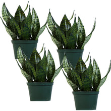 Load image into Gallery viewer, Robusta Snake Plant (Sansevieria Trifasciata)
