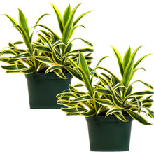 Load image into Gallery viewer, Song of India Dracaena
