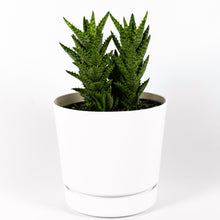 Load image into Gallery viewer, Tiger Tooth Aloe
