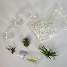 Load image into Gallery viewer, Air Plant Tillandsia Trio - Glass Globe Orbs
