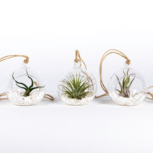 Load image into Gallery viewer, Air Plant Tillandsia Trio - Glass Globe Orbs
