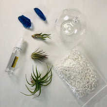 Load image into Gallery viewer, Air Plant Terrarium Set with 3 Live Air Plant Tillandsias, 5.5&quot; Glass Globe, White Stones &amp; Interstellar Blue Glass Rock
