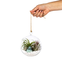 Load image into Gallery viewer, Air Plant Terrarium Set with 3 Live Air Plant Tillandsias, 5.5&quot; Glass Globe, White Stones &amp; Real Jade Mini-Boulder
