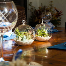Load image into Gallery viewer, Air Plant Terrarium Set with 3 Live Air Plant Tillandsias, 5.5&quot; Glass Globe, White Stones &amp; Interstellar Blue Glass Rock
