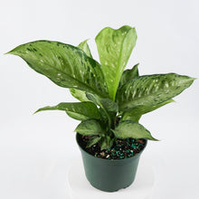 Load image into Gallery viewer, Tropic Snow Dieffenbachia
