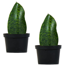 Load image into Gallery viewer, Whale Fin Snake Plant Sansiveria
