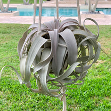 Load image into Gallery viewer, Air plant - Xerographica Tillandsia (Very Large) + Macrame Hanger &amp; Mister
