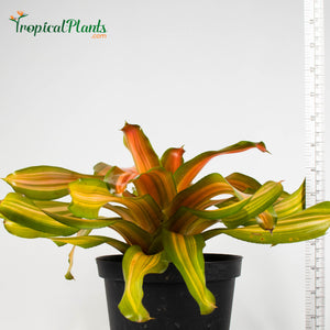 Tropical Plant Orange Crush Bromeliad Neoregelia in pot with yardstick