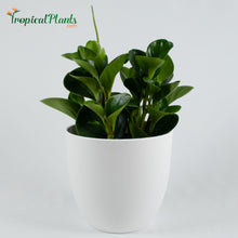 Load image into Gallery viewer, Baby Rubberplant (Peperomia Obtusifolia)
