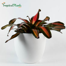Load image into Gallery viewer, Tropical Plant Pimiento Bromeliad Neoregelia in white modern pot
