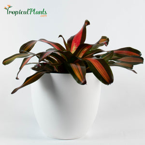 Tropical Plant Pimiento Bromeliad Neoregelia in white modern pot