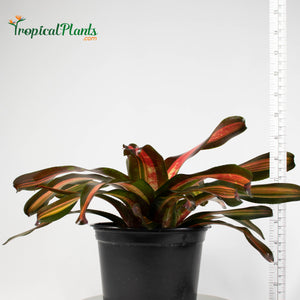 Tropical Plant Pimiento Bromeliad Neoregelia in garden pot with yardstick