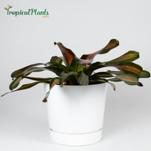Load image into Gallery viewer, Tropical Plant Pimiento Bromeliad Neoregelia in ribbed white contemporary garden pot
