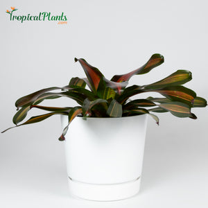 Tropical Plant Pimiento Bromeliad Neoregelia in ribbed white contemporary garden pot