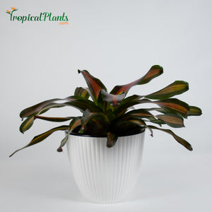 Tropical Plant Pimiento Bromeliad Neoregelia in ribbed white contemporary pot