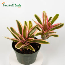 Load image into Gallery viewer, Tropical Plant Pink Powder Bromeliad Neoregelia in black pot
