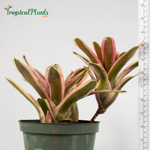 Tropical Plant Pink Powder Bromeliad Neoregelia with yardstick in pot