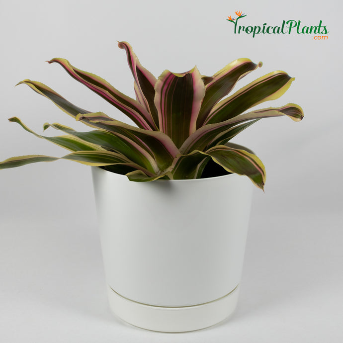 Tropical Plant Raphael Bromeliad Neoregelia in white contemporary pot