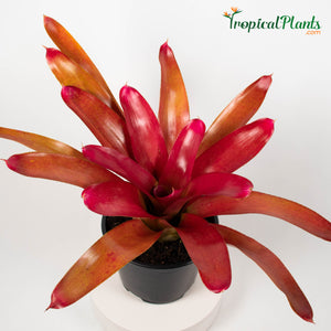 Tropical Plant Red Parfait Bromeliad Neoregelia with 45 degree angle in garden pot