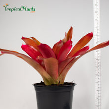 Load image into Gallery viewer, Tropical Plant Red Parfait Bromeliad Neoregelia with black pot and yardstick
