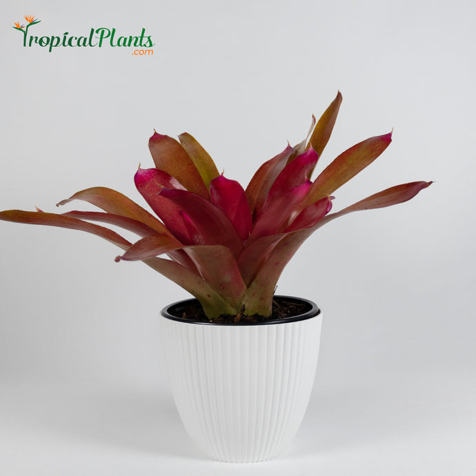 Tropical Plant Red Parfait Bromeliad Neoregelia in ribbed white pot