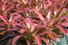 Load image into Gallery viewer, Tropical Plant Red Parfait Bromeliad Neoregelia in landscaping nursery

