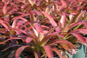 Tropical Plant Red Parfait Bromeliad Neoregelia in landscaping nursery